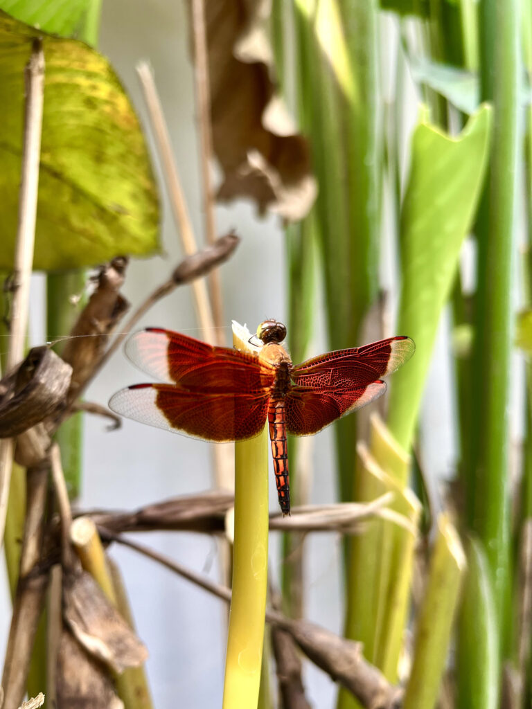 Photo by Sele Selene