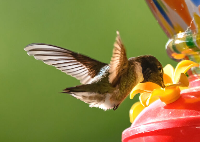 Photo by Marc Gallardo