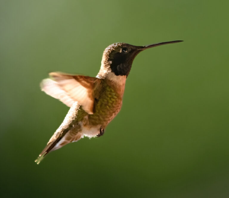 Photo by Marc Gallardo