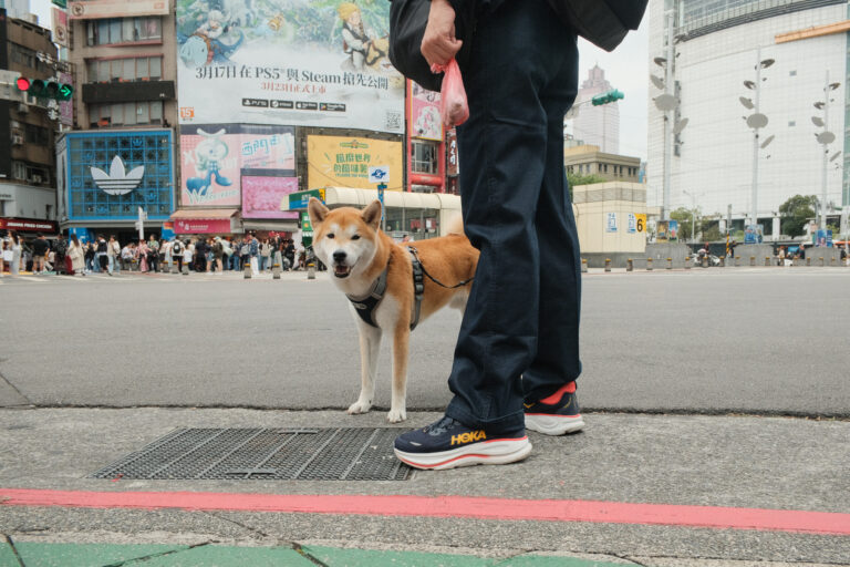 Photo by Niko Tolentino