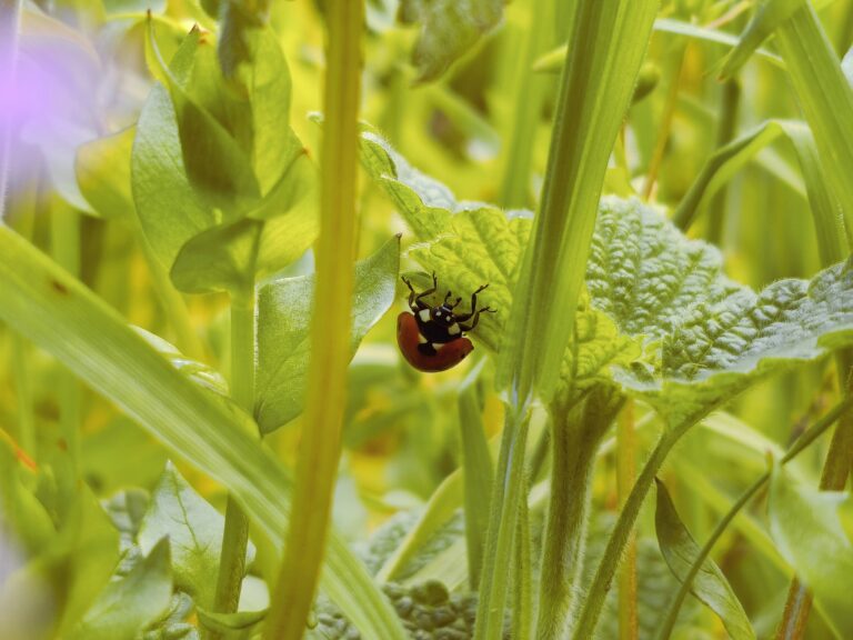 Photo by Aycha Feyzula