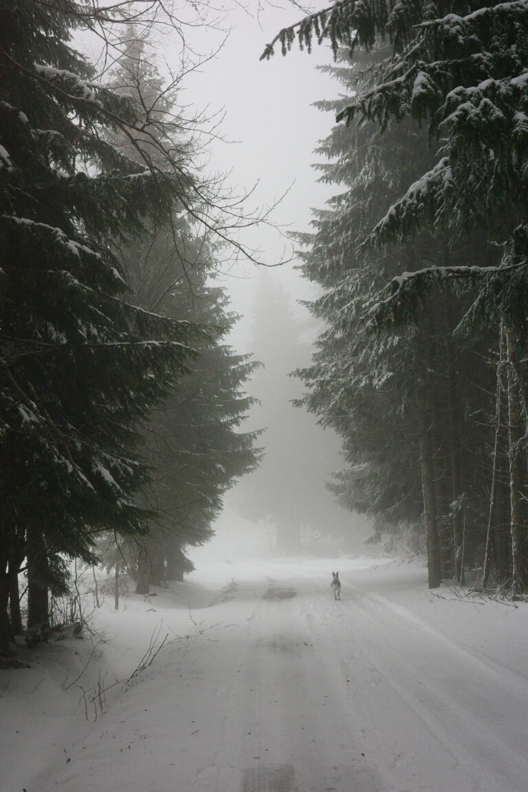 Photo by Amila Balic