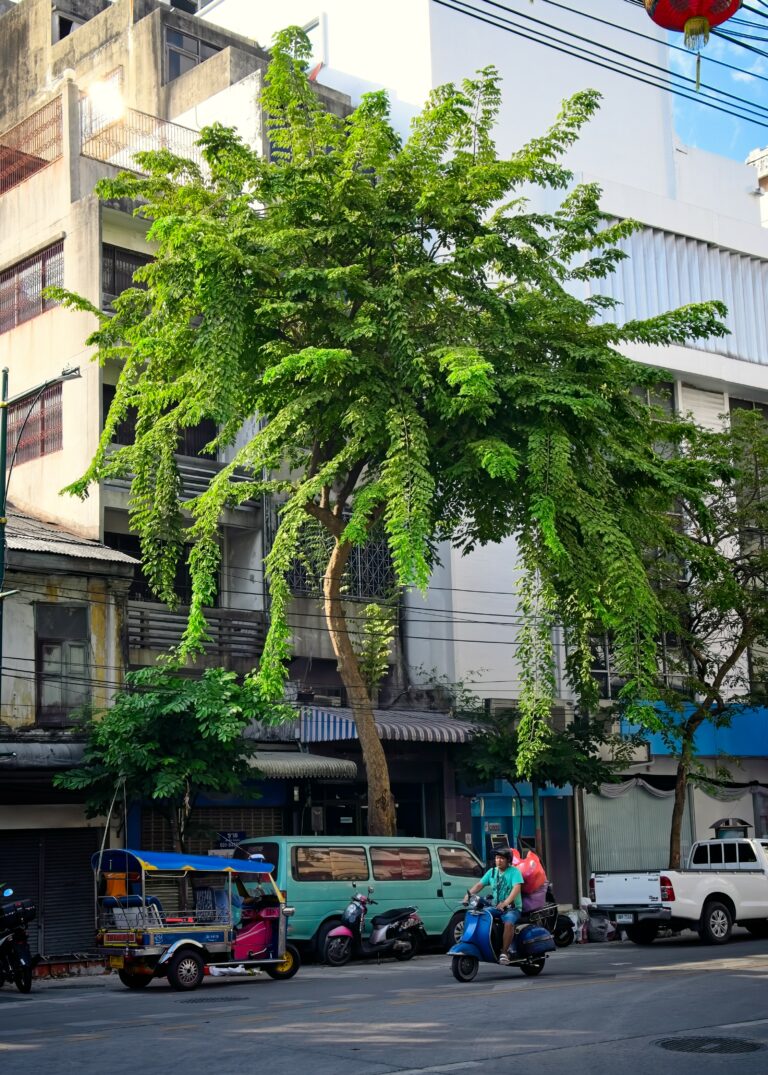 Photo by Stephen Lee