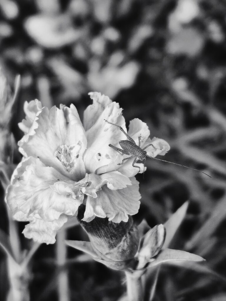 Photo by Aycha Feyzula