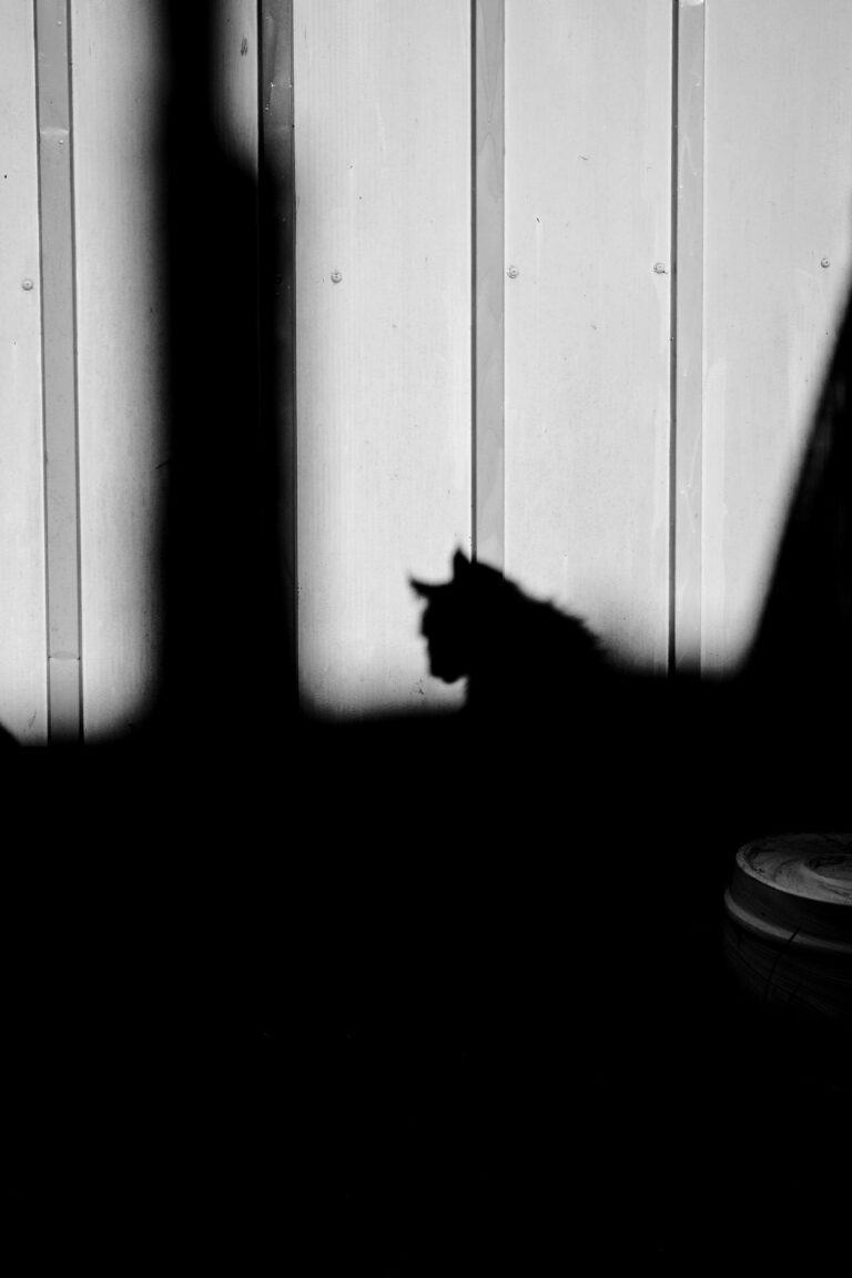 Photo by Gérald Ambroise