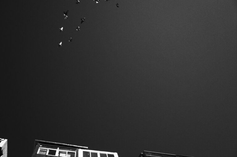 Photo by Tiago Dias