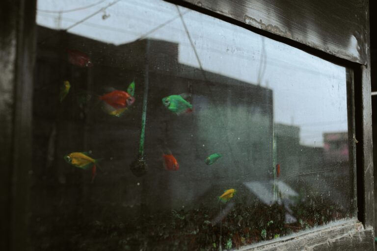 Photo by Mustavi Taofee