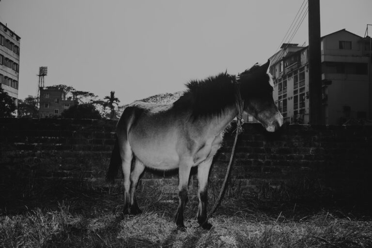 Photo by Mustavi Taofee