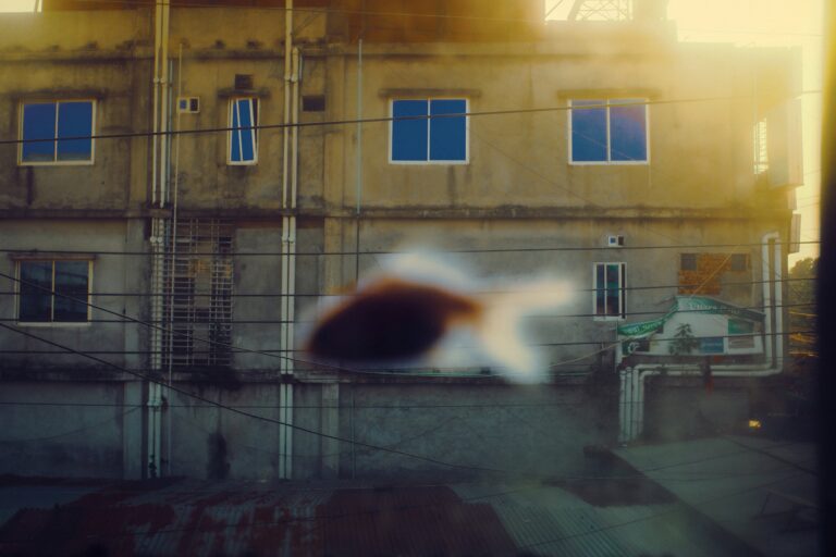 Photo by Mustavi Taofee