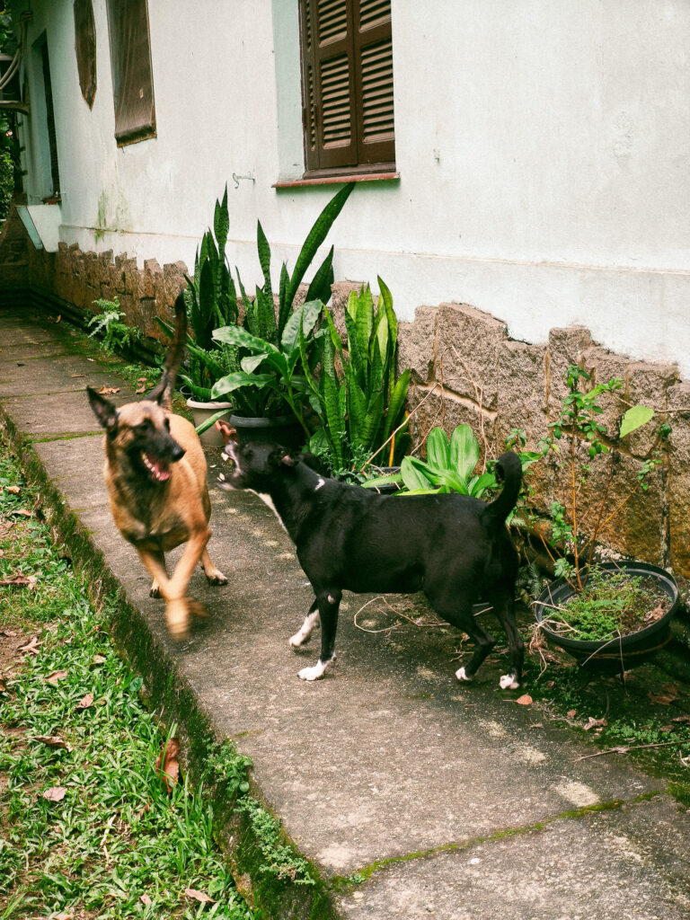 Photo by Lucca Flores