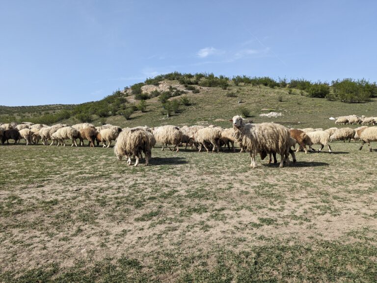Photo by Luka Chonkadze
