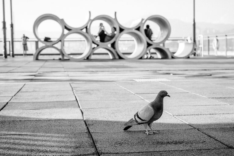Photo by Stephen Lee