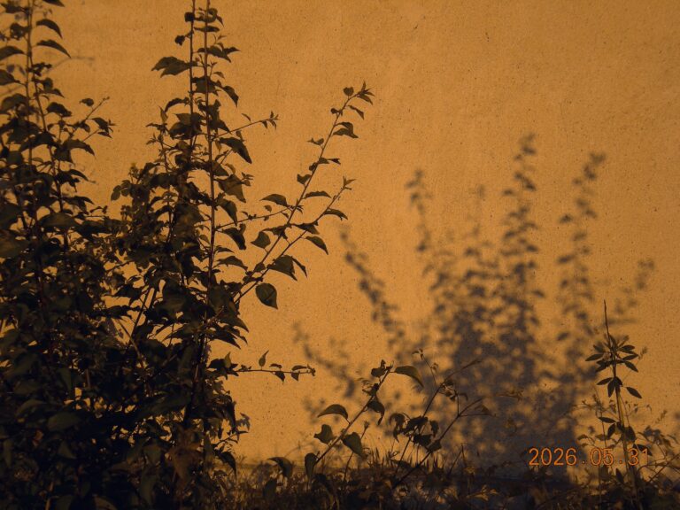 Photo by Aycha Feyzula
