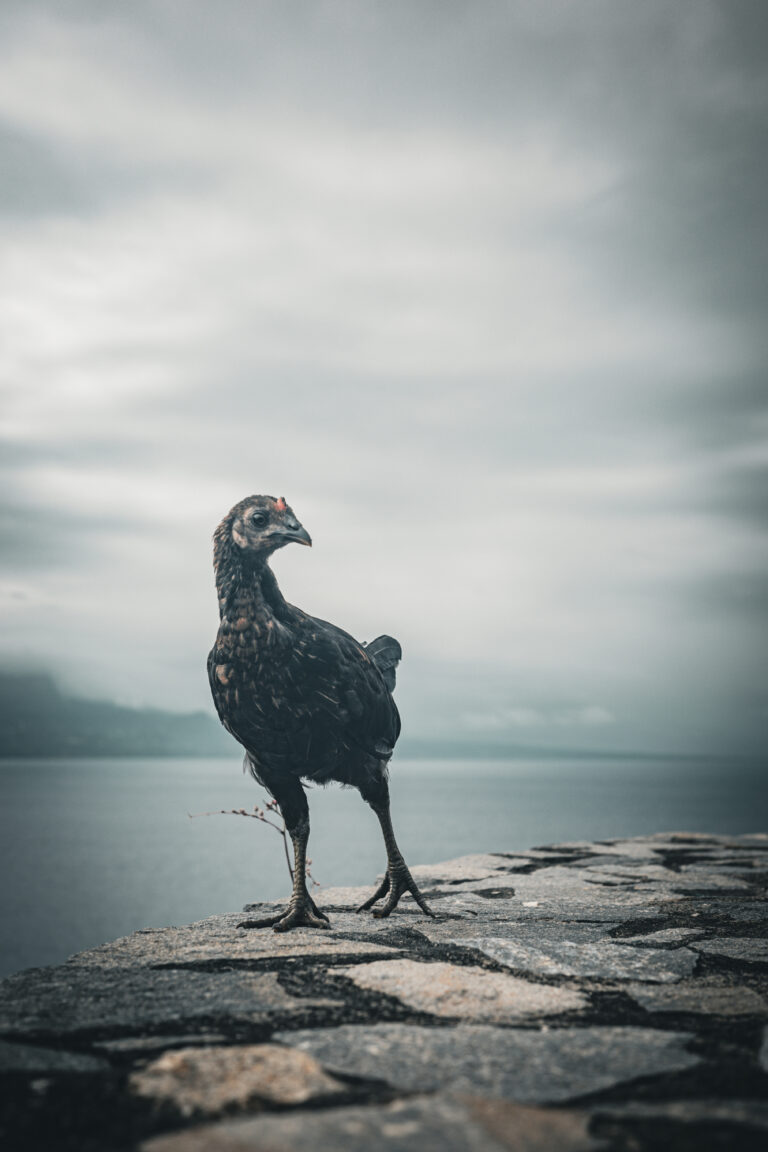 Photo by Gérald Ambroise
