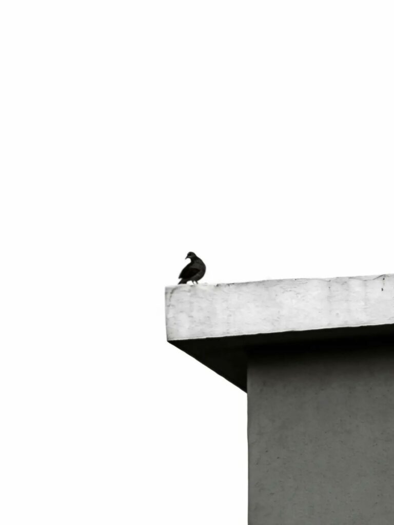 Photo by Biprorshi Sankar Chatterjee