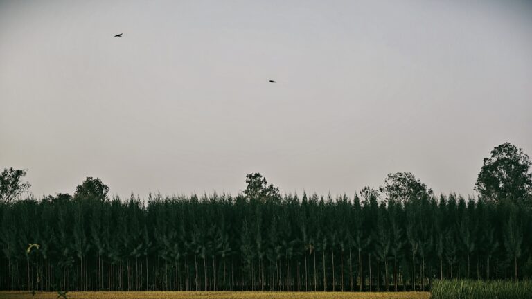 Photo by Madan Gowda