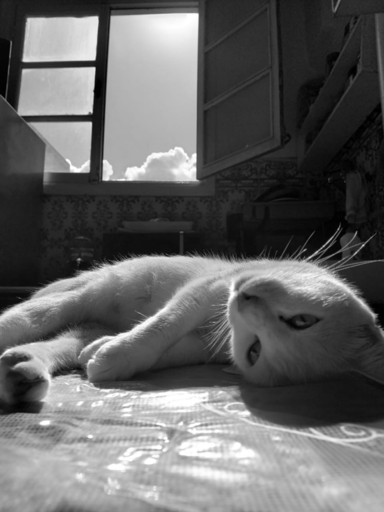 Photo by Jalil Daf