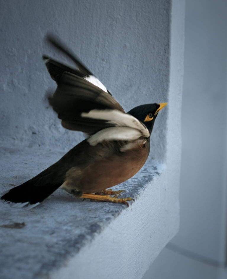 Photo by Monojit Bhattacharya