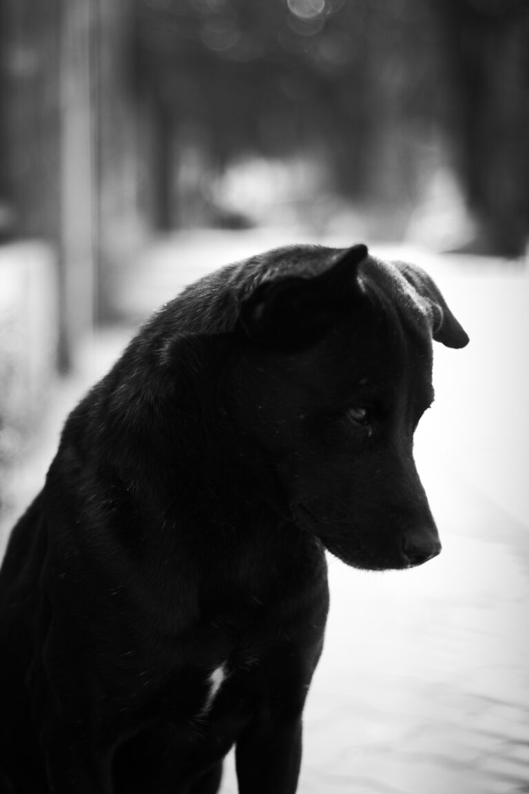Photo by Monojit Bhattacharya