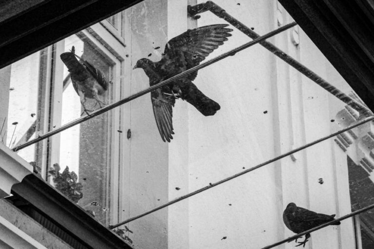 Photo by Zorislav Stojanovic