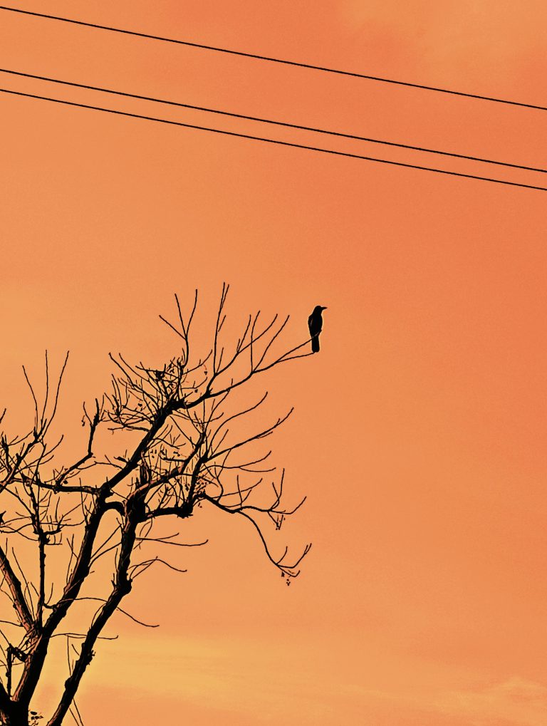 Photo by Aryan Yadav