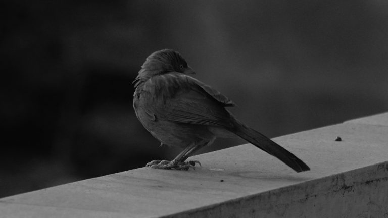 Photo by Dhruv Coppisetti