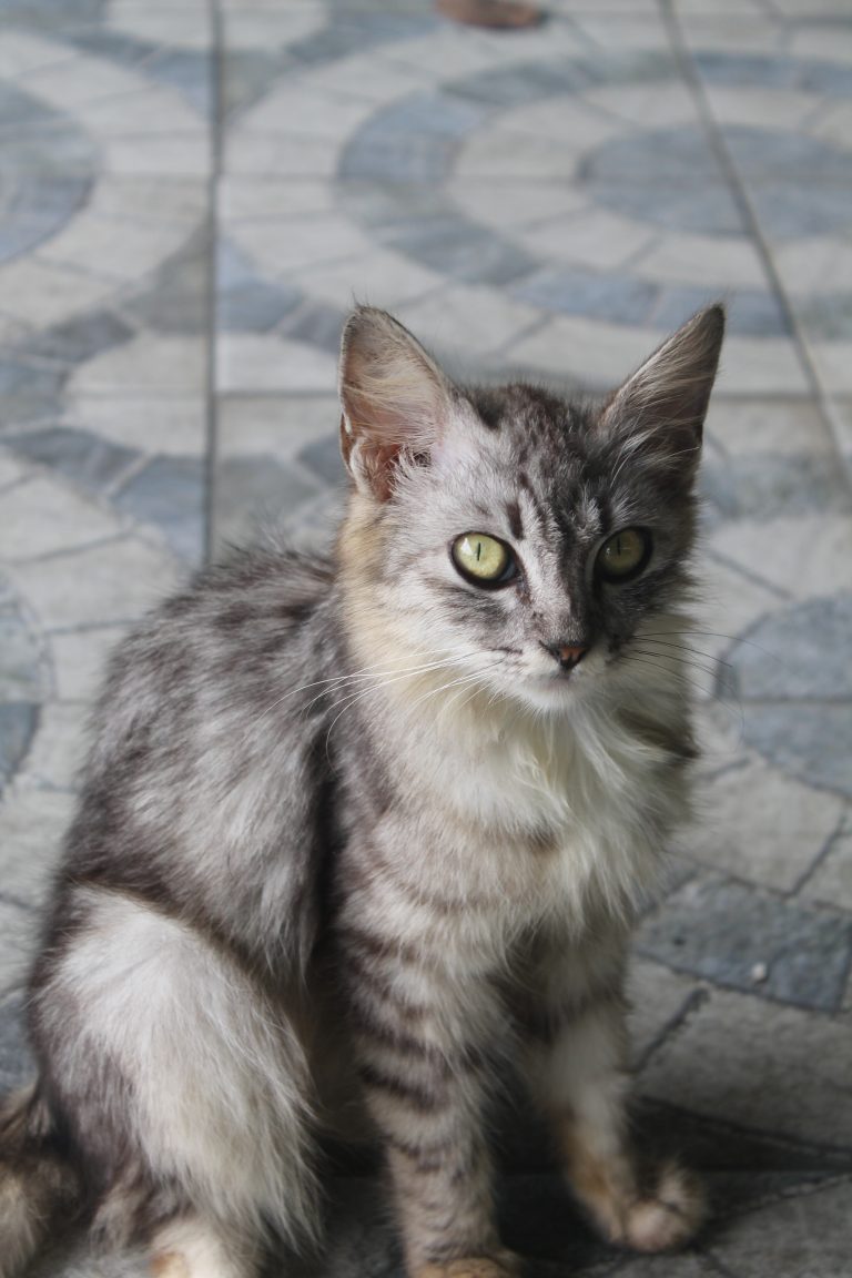 Photo by Syirazi Hanapi