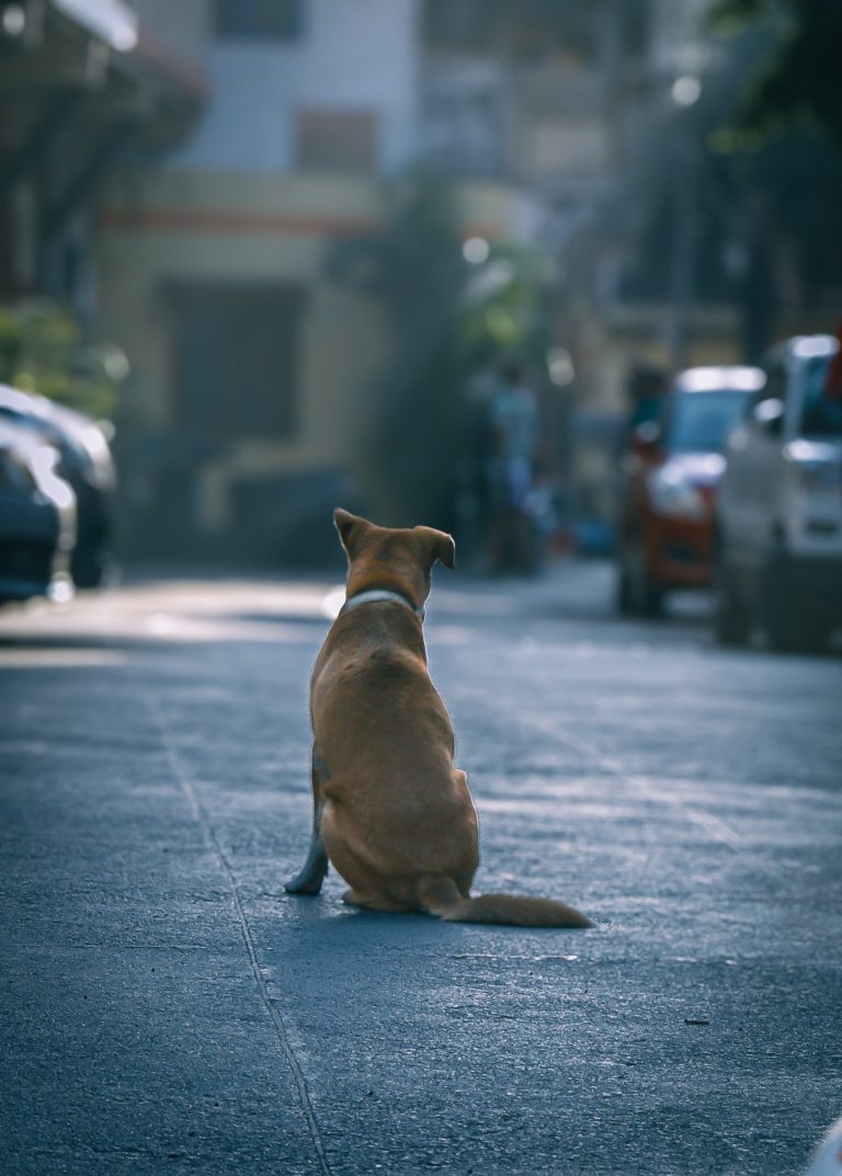 Photo by Gaurav Pande