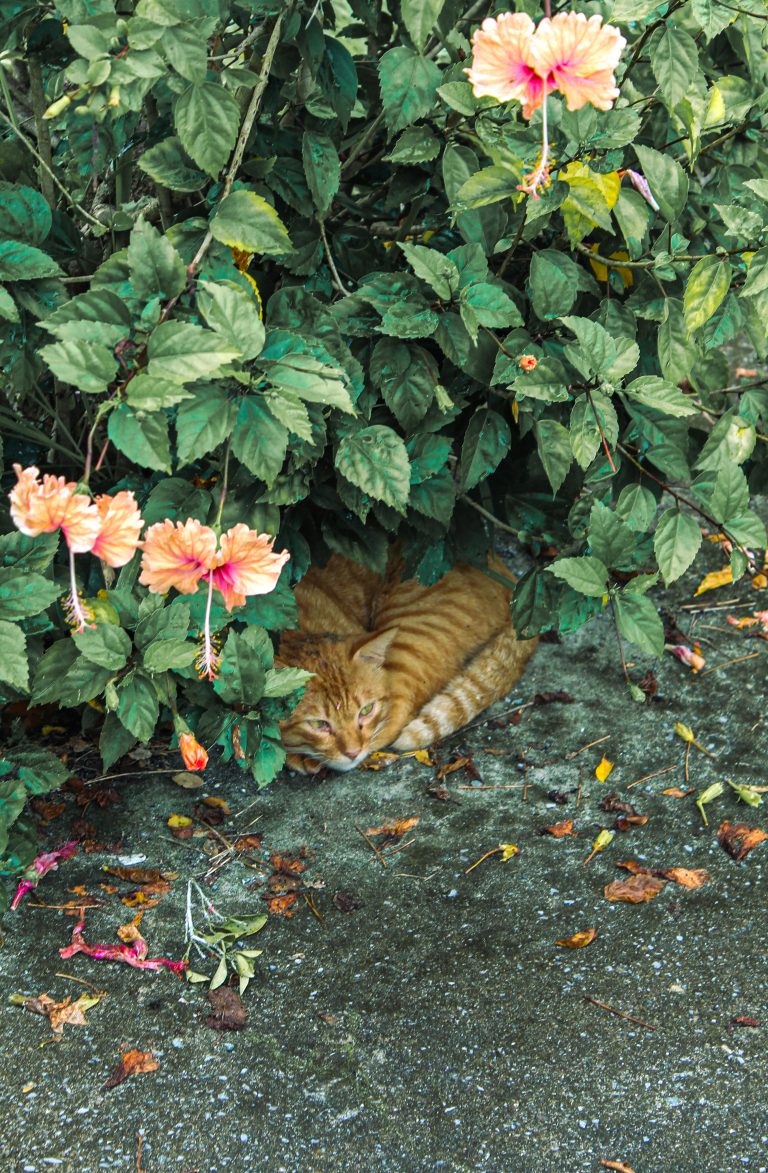 Photo by Syirazi Hanapi