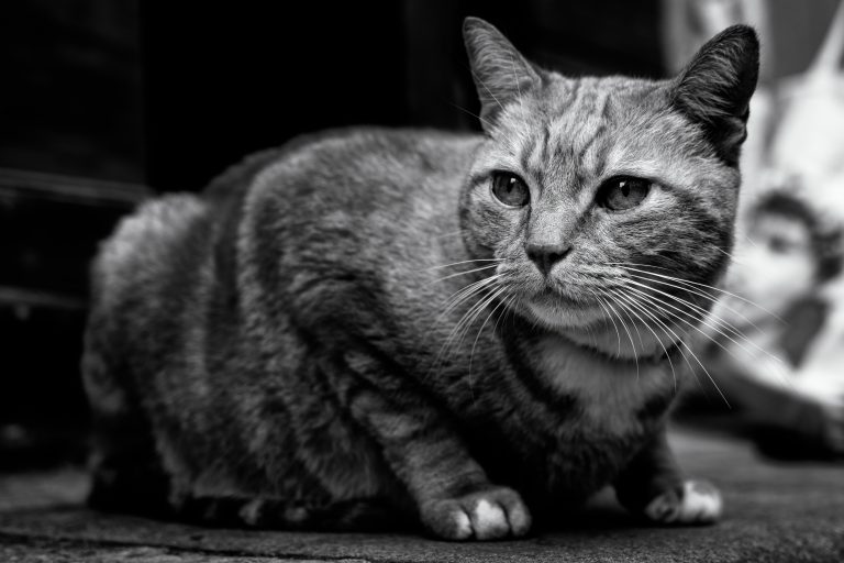 Photo by Thomas Bassetti